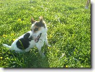 Jack Russell Terrier