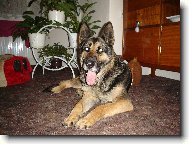 German Shepherd Dog