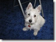 West Highland White Terrier