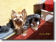 Jorkrsk terier, Yorkshire Terrier,