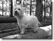 West Highland White Terrier