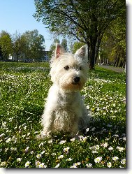 West Highland White Terrier