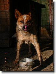 Australian Cattledog