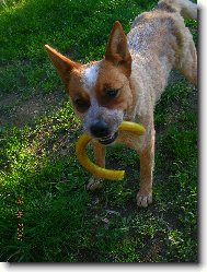 Australian Cattledog