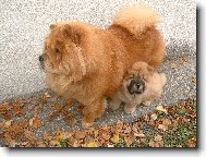 Chow Chow