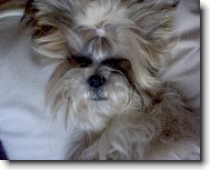 Shih-Tzu