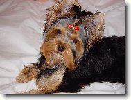 Jorkrsk terier, Yorkshire Terrier,