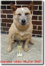 Australian Cattledog