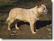 Australian Cattledog