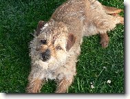 Border Terrier