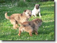 Border Terrier