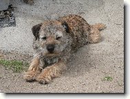 Border Terrier