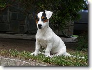 Jack Russell Terrier