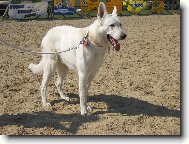 White swiss shepherd dog \\\\\(Dog standard\\\\\)