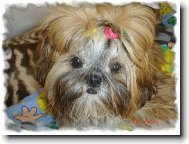 Shih-Tzu