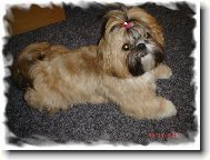 Shih-Tzu