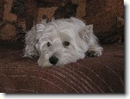 West Highland White Terrier