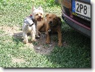 Jorkrsk terier, Yorkshire Terrier,