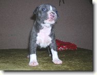 American staffordshire terrier \\\\\(Dog standard\\\\\)