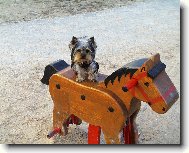 Jorkrsk terier, Yorkshire Terrier,