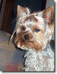 Jorkrsk terier, Yorkshire Terrier,