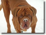 Dogue de Bordeaux