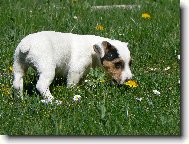 Jack Russell Terrier