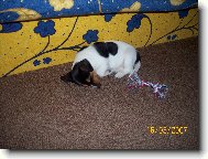 Jack Russell Terrier