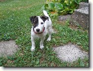 Jack Russell Terrier