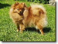 Deutscher spitz - Kleinspitz, German Spitz  Miniature Spitz