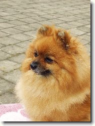 Deutscher spitz - Kleinspitz, German Spitz  Miniature Spitz