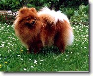 Deutscher spitz - Kleinspitz, German Spitz  Miniature Spitz