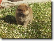 German spitz miniature spitz \\\\\(Dog standard\\\\\)