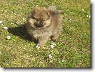 Deutscher spitz - Kleinspitz, German Spitz  Miniature Spitz