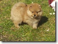 Deutscher spitz - Kleinspitz, German Spitz  Miniature Spitz