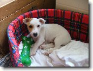 Jack Russell Terrier