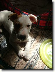 Jack Russell Terrier