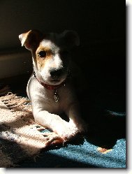 Jack Russell Terrier