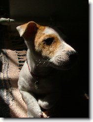 Jack Russell Terrier