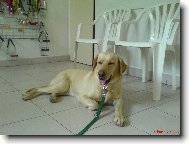 Labrador Retriever