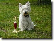 West Highland White Terrier