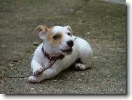 Jack Russell Terrier