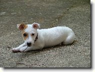 Jack Russell Terrier