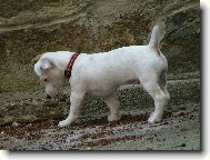 Jack Russell Terrier