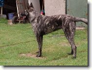 Dutch Shepherd Dog