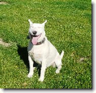 Bull Terrier