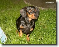 Dachshund