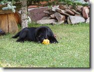 Labrador Retriever