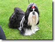 Shih-Tzu