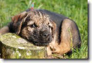 Border Terrier